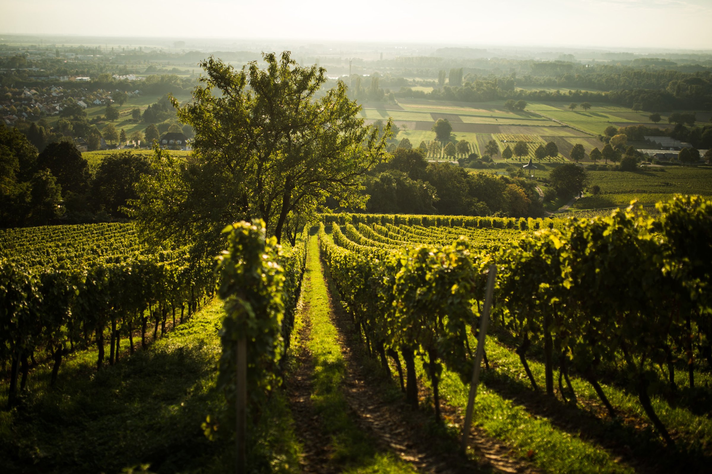 Weinberge im Rheingau