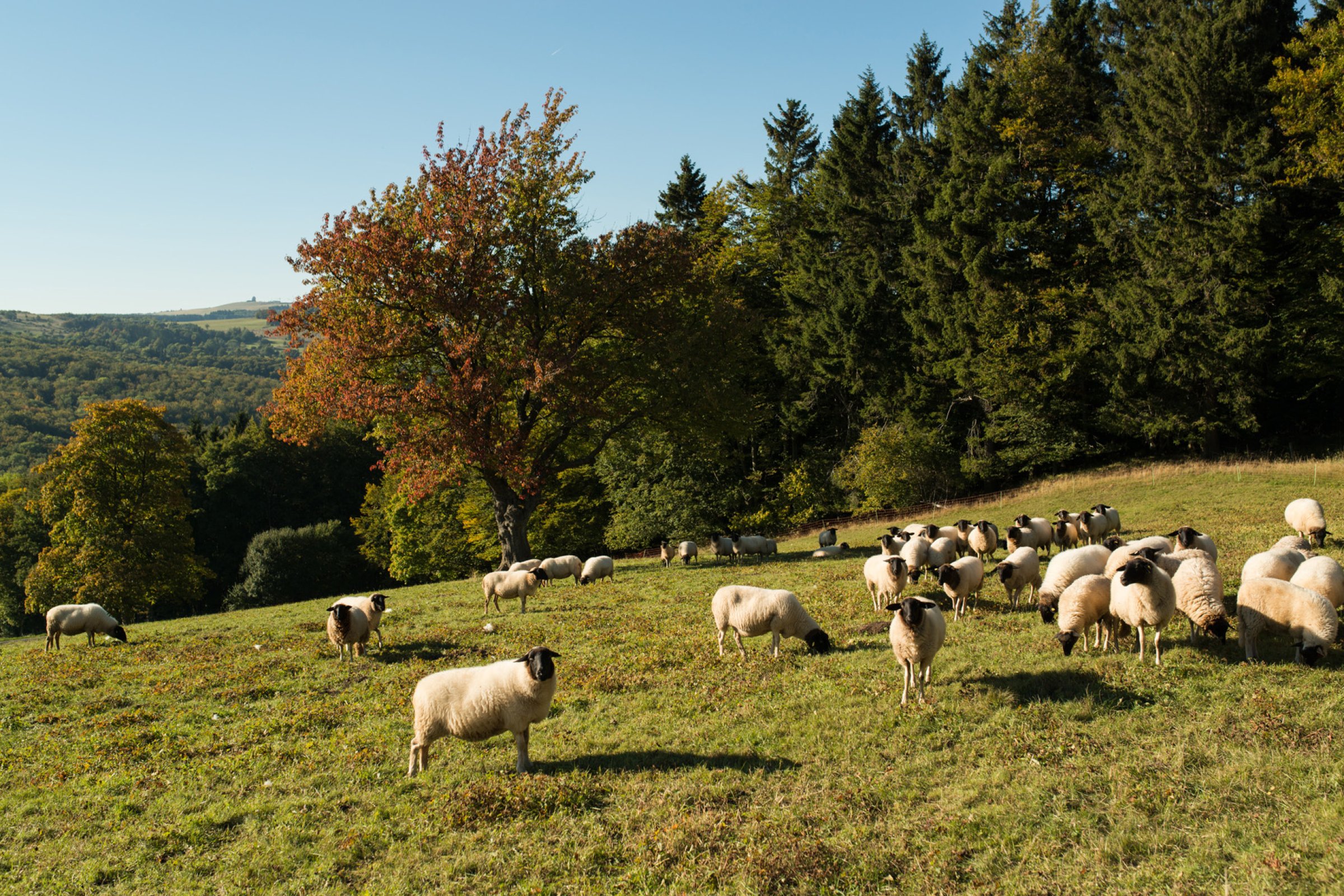 Schafe in der Rhön